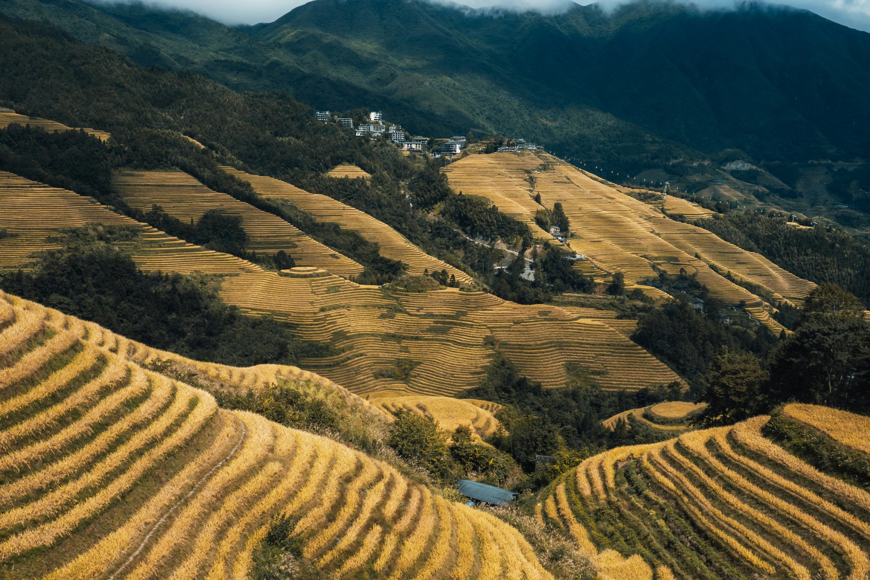 Rice terraces in the Longji region